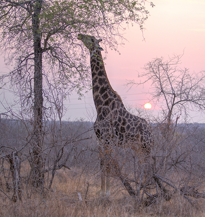 Giraffe eating breakfast